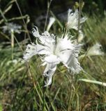 Dianthus acicularis. Цветок. Пермский край, окр. г. Красновишерск, левый берег р. Вишера, Камень Ветлан, площадка на известняковой скале. 11.06.2013.