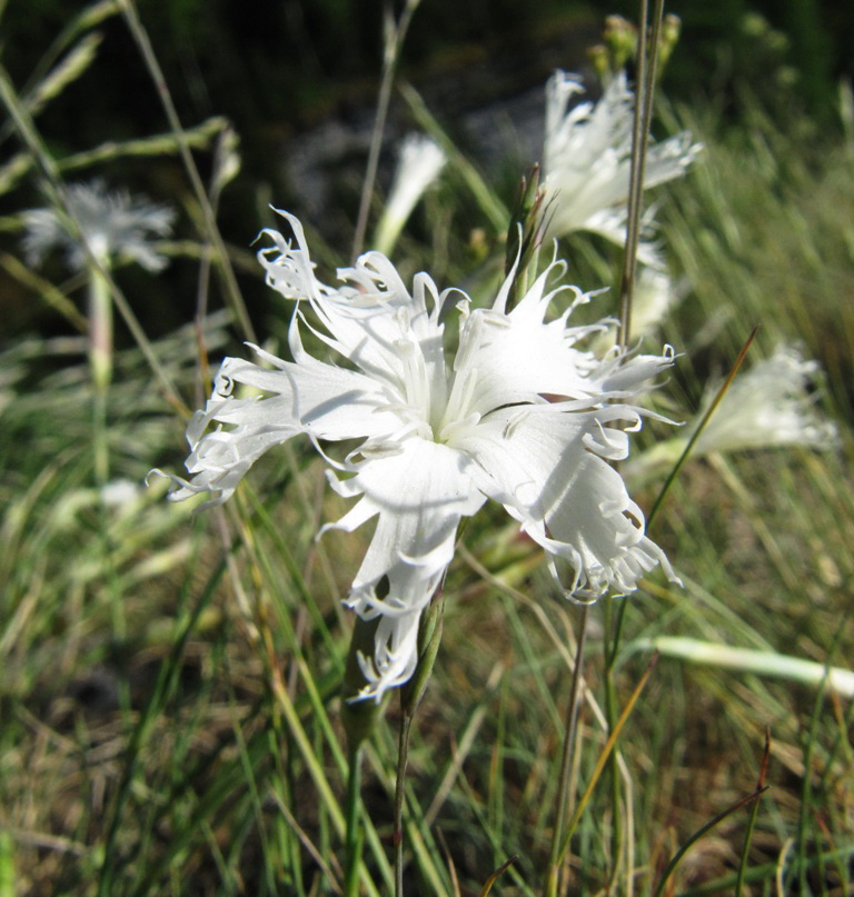 Изображение особи Dianthus acicularis.