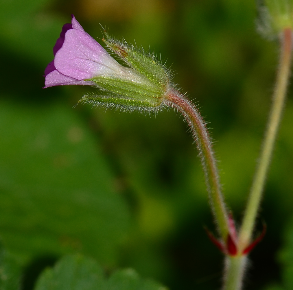 Image of Geranium rotundifolium specimen.
