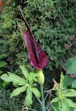 Dracunculus vulgaris