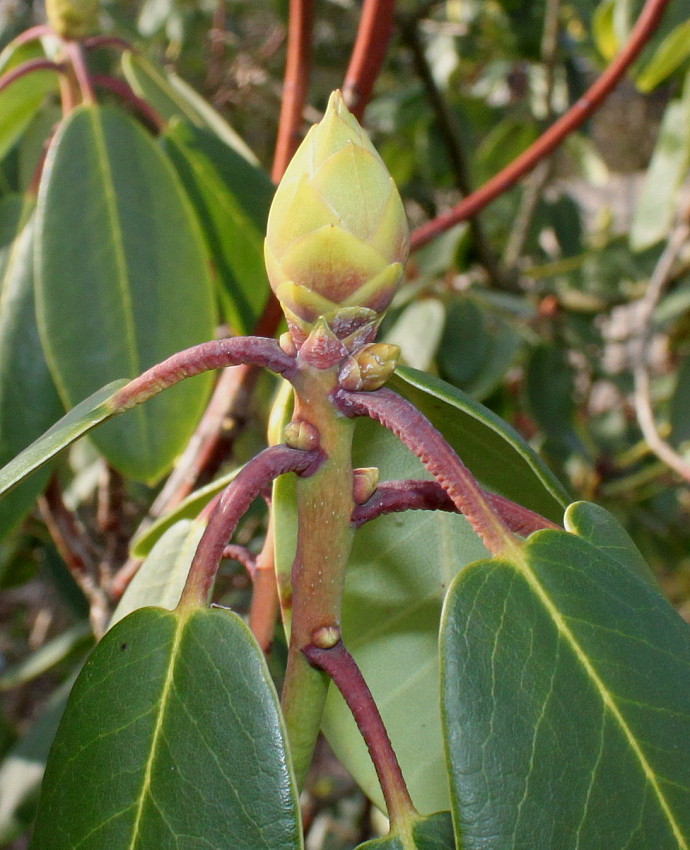 Image of Rhododendron sutchuenense specimen.