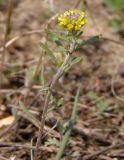Alyssum turkestanicum variety desertorum. Верхняя часть цветущего растения. Украина, г. Запорожье, пос. Солнечный, балка, на глине, возле тропы. 16.04.2014.