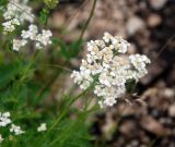 Achillea abrotanoides. Верхушка побега с соцветием. Черногория, Динарское нагорье, горный массив Дурмитор. 05.07.2011.