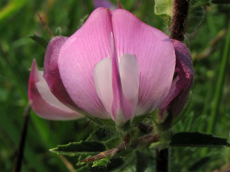 Image of Ononis spinosa specimen.