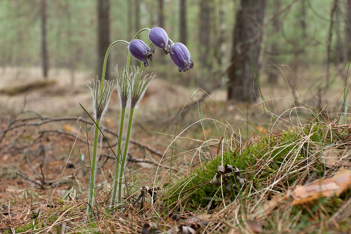Image of Pulsatilla patens specimen.