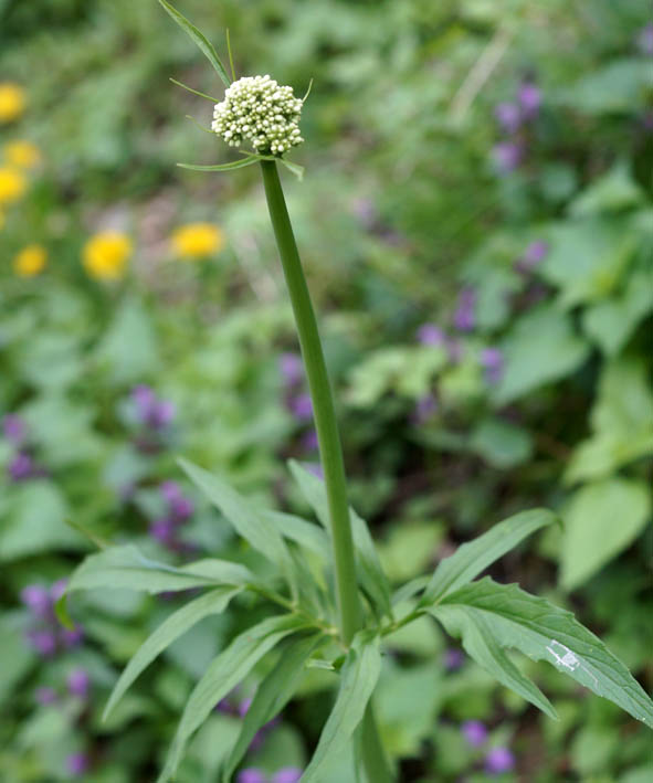 Image of genus Valeriana specimen.
