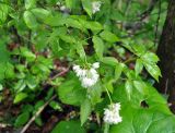 Staphylea colchica