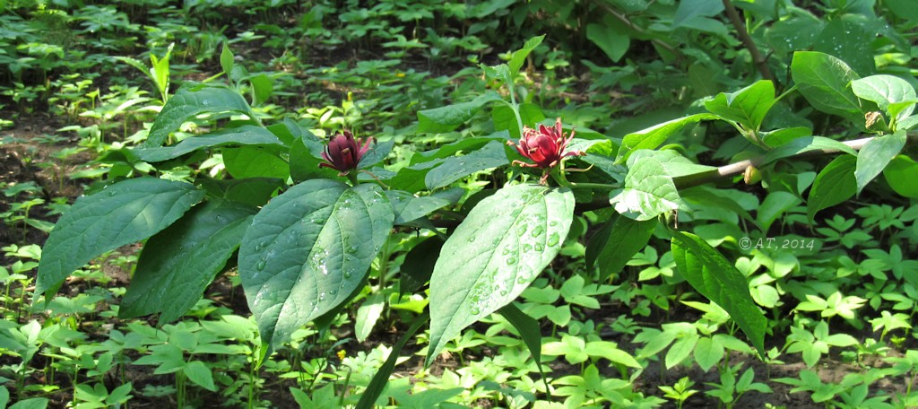 Изображение особи Calycanthus floridus.