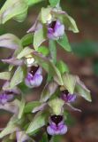 Epipactis helleborine. Часть соцветия. Крым, окр. Ялты, гора Лапата, сосновый лес. 21 июня 2014 г.