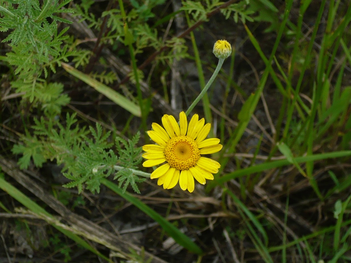 Image of Anthemis tinctoria specimen.