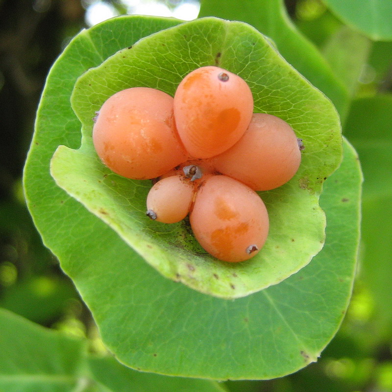 Image of Lonicera caprifolium specimen.