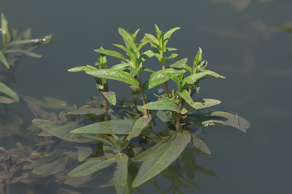 Image of Veronica anagallis-aquatica specimen.