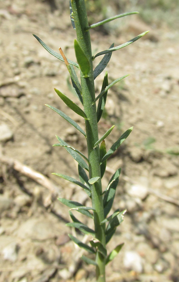 Image of Thymelaea passerina specimen.