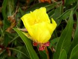 Oenothera macrocarpa