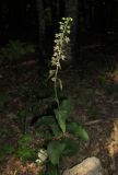 Epipactis helleborine