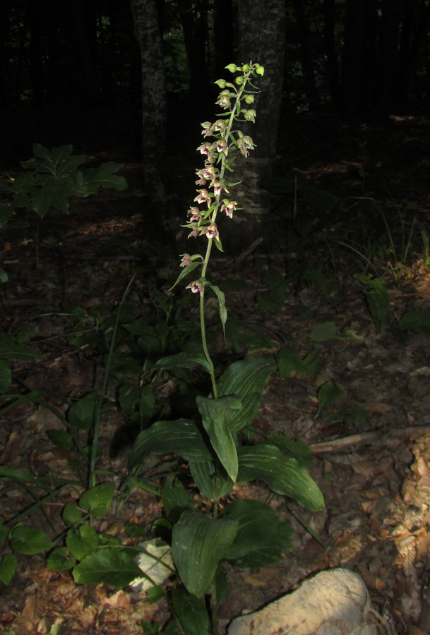 Image of Epipactis helleborine specimen.