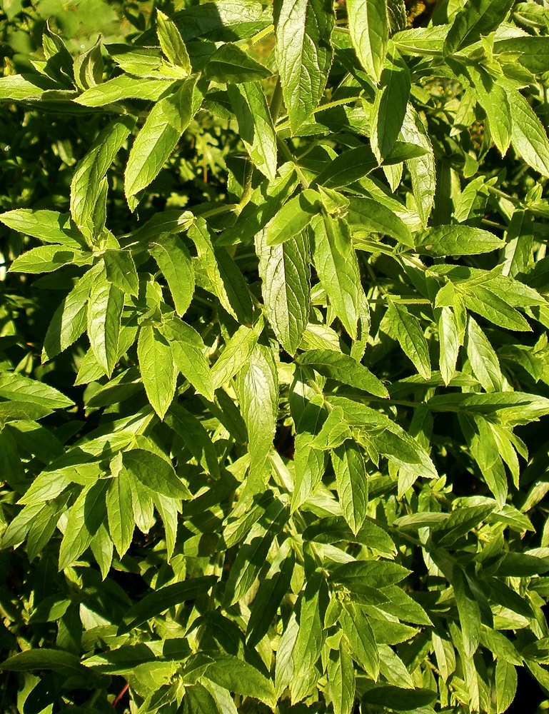 Изображение особи Epilobium hirsutum.