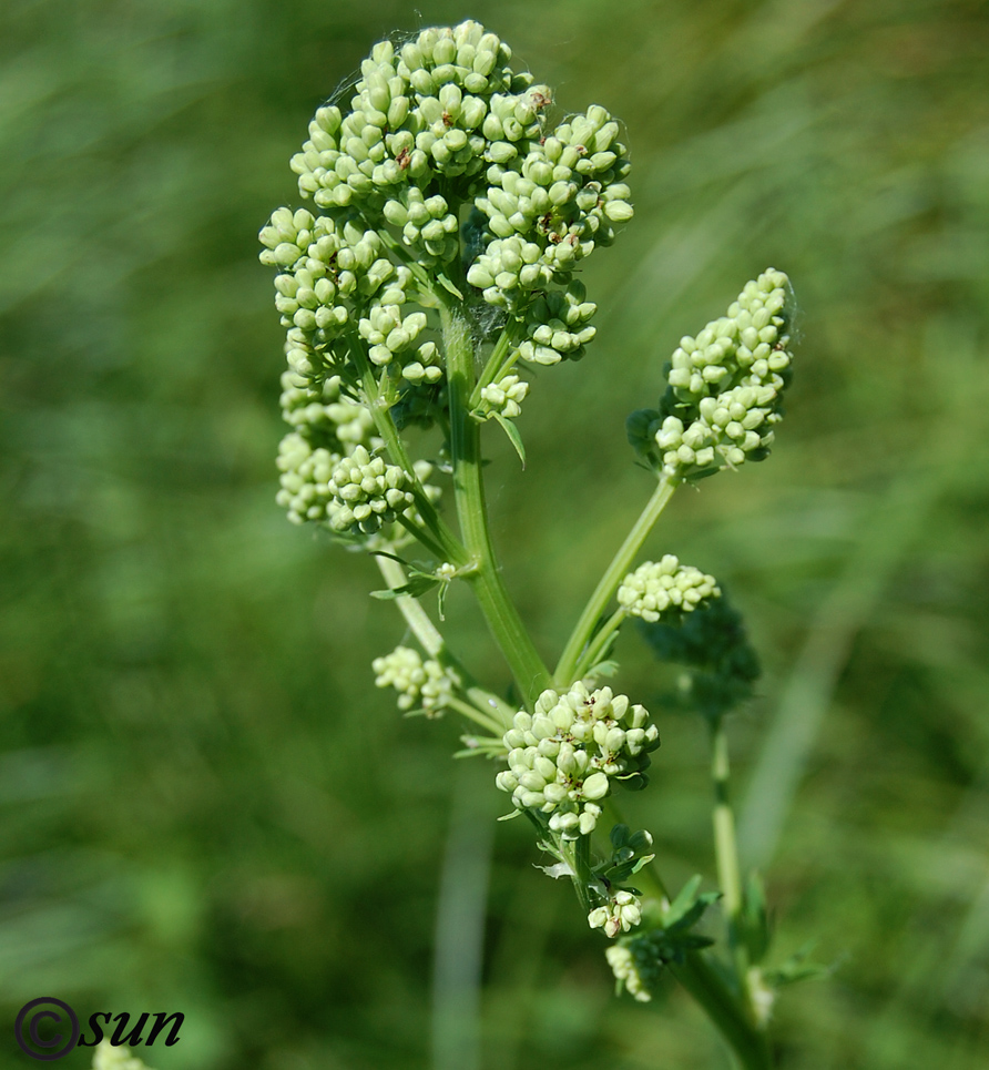 Image of Thalictrum flavum specimen.