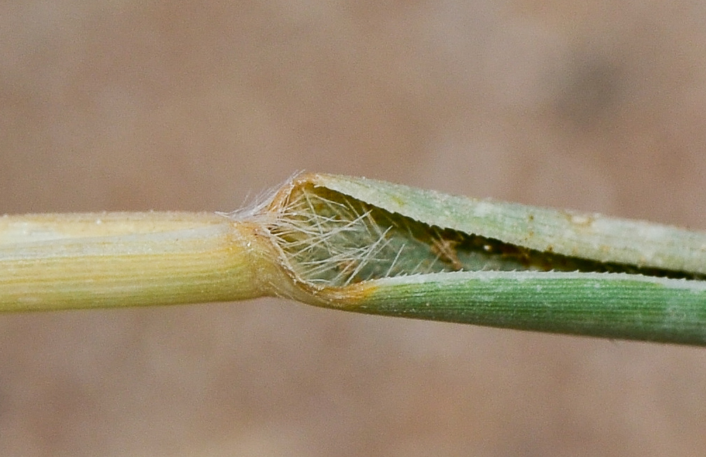 Image of Sporobolus pungens specimen.