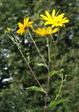 Helianthus tuberosus