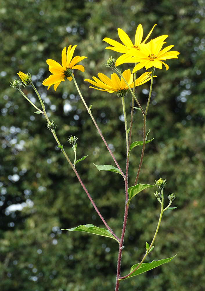 Изображение особи Helianthus tuberosus.