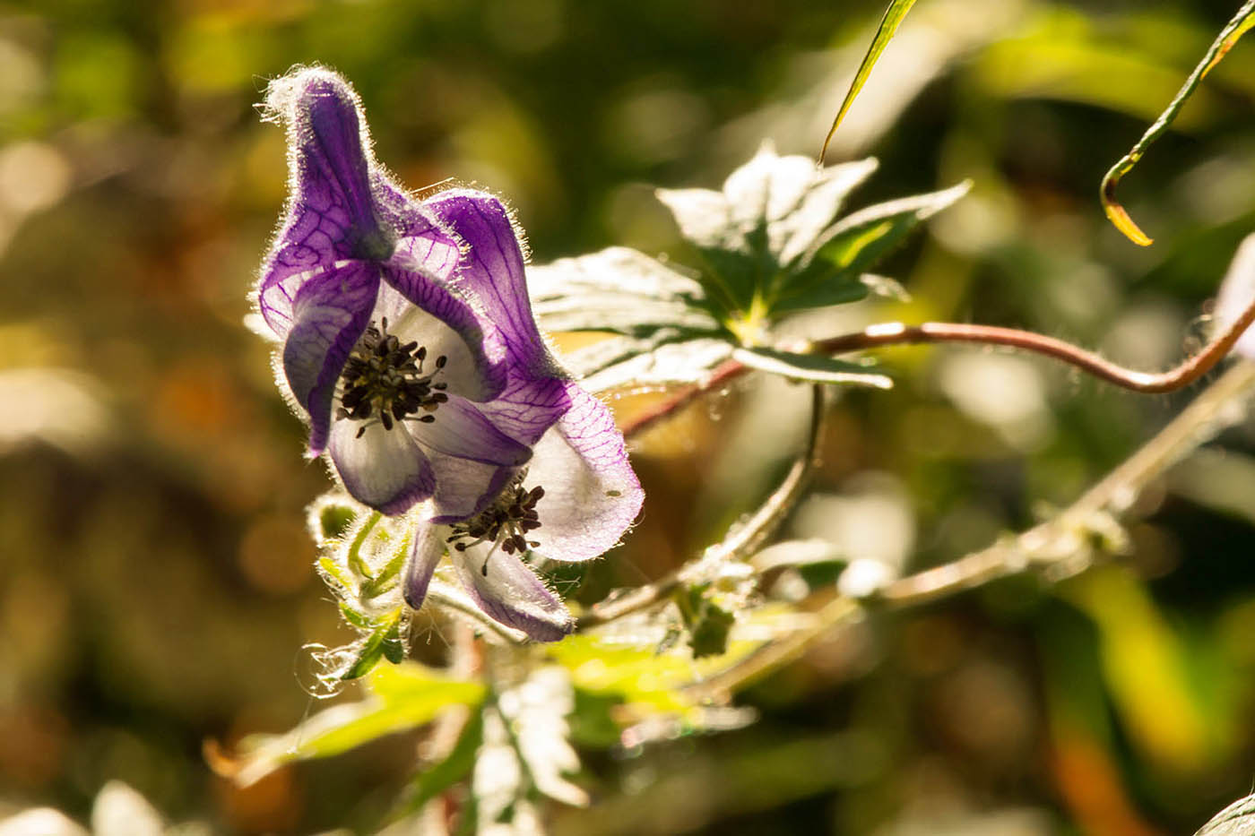 Изображение особи Aconitum volubile.