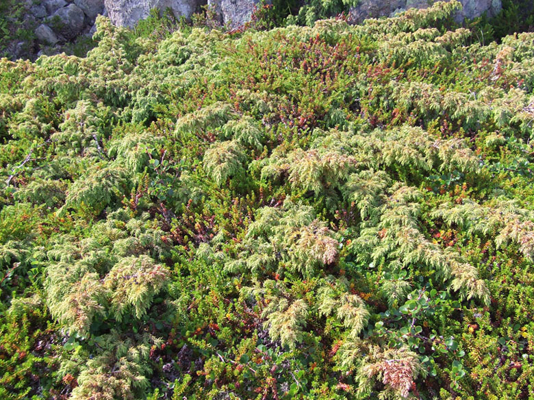 Изображение особи Juniperus sibirica.