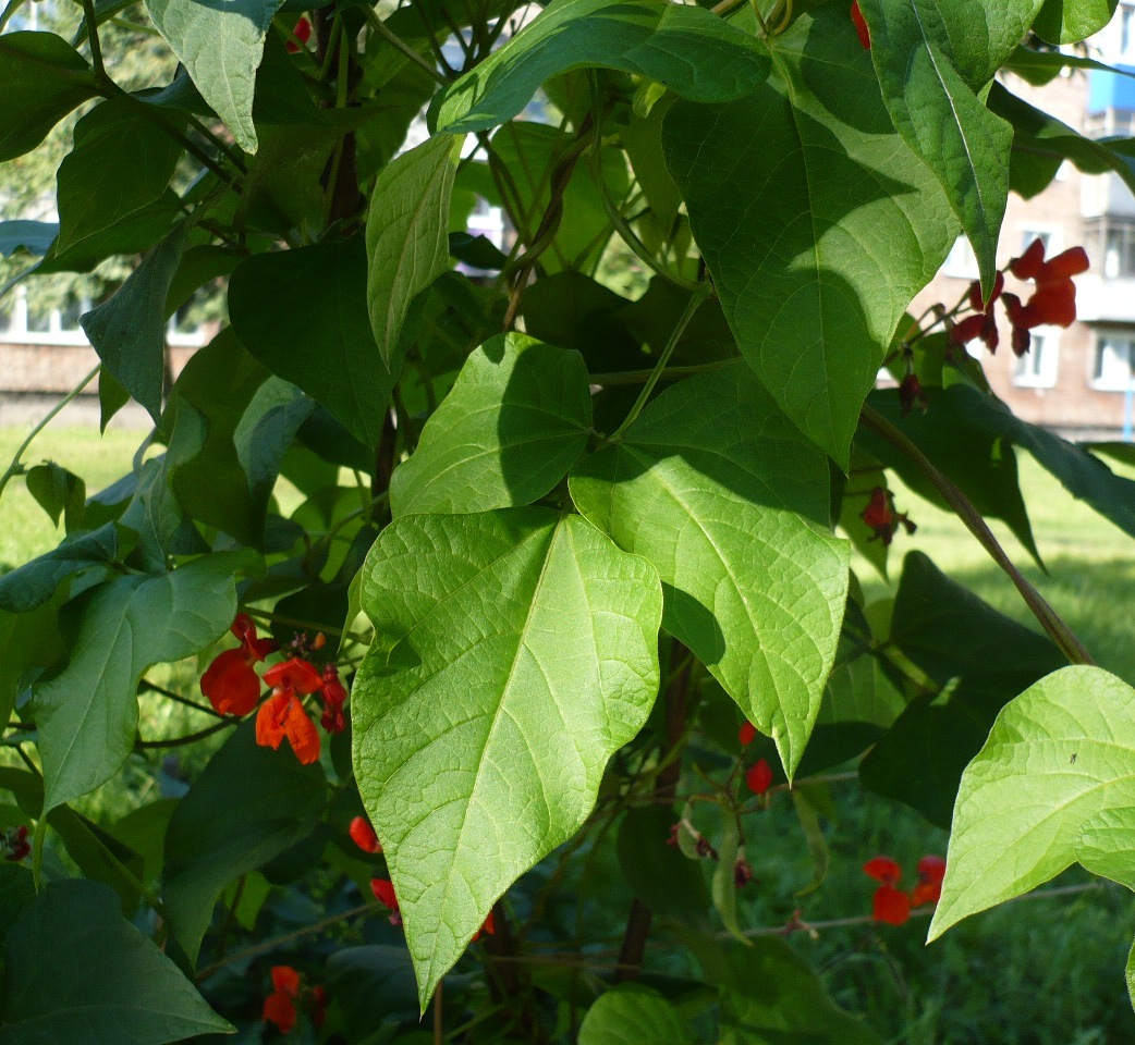 Изображение особи Phaseolus coccineus.