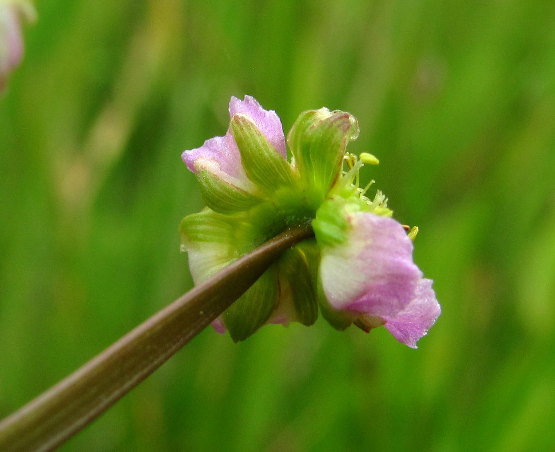 Image of Alisma lanceolatum specimen.