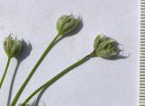 Apiaceae