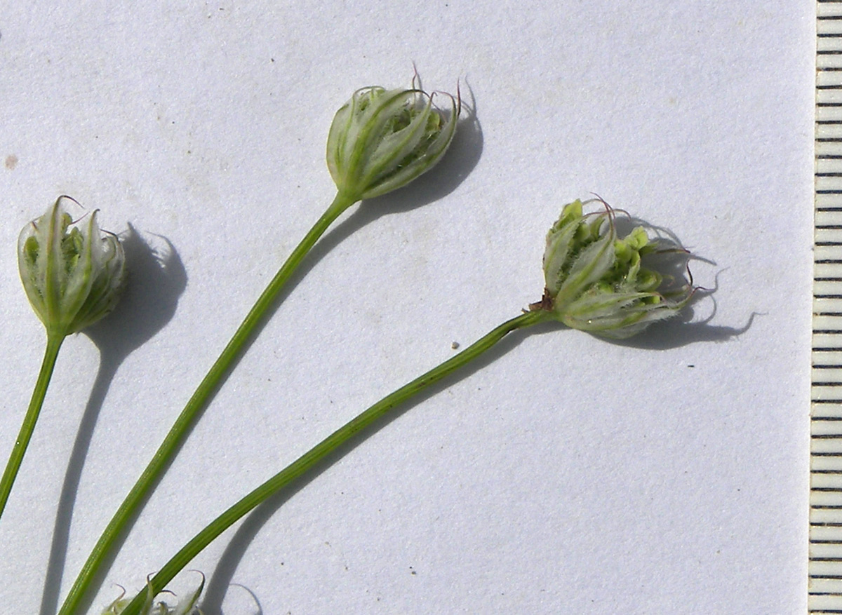 Изображение особи семейство Apiaceae.