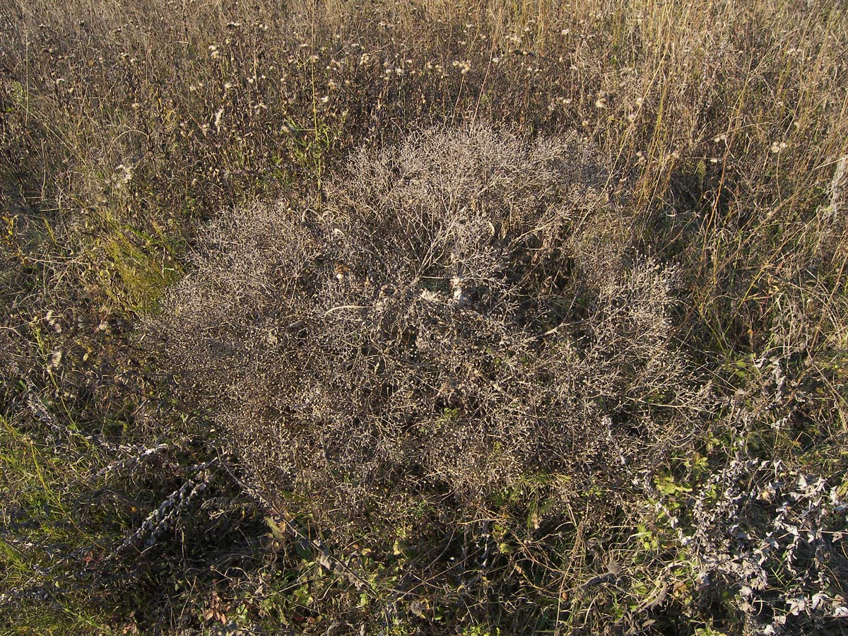 Изображение особи Crambe steveniana.