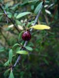 Rhamnus punctata. Часть ветви с плодом. Турция, пров. Анталья, р-н Кемер, окр. пос. Бельдиби, предгорья. 18.08.2014.