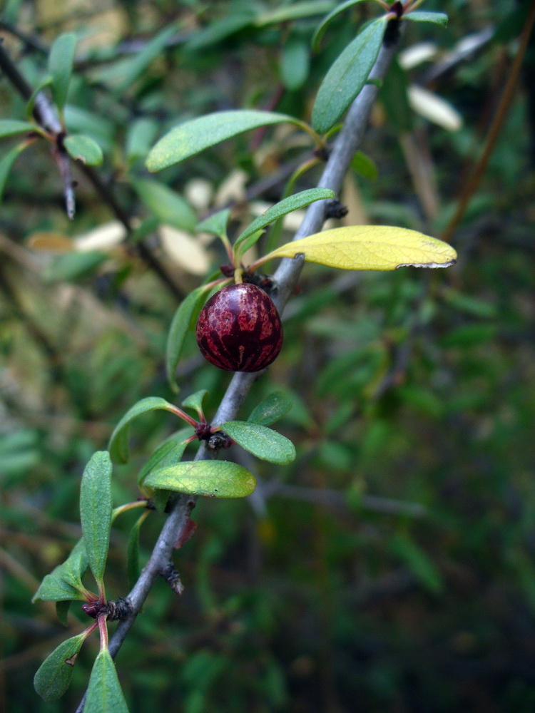 Image of Rhamnus punctata specimen.