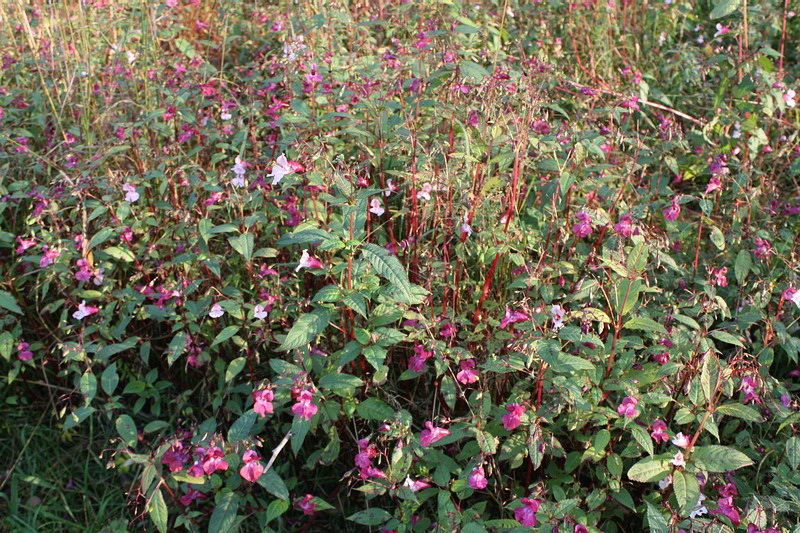 Image of Impatiens glandulifera specimen.