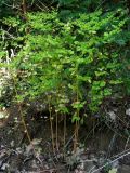 Euphorbia stricta. Плодоносящие растения. Горный Крым, влажная поляна в буковом лесу. 3 августа 2009 г.