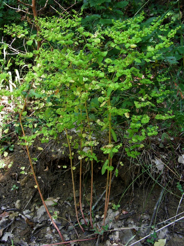 Изображение особи Euphorbia stricta.