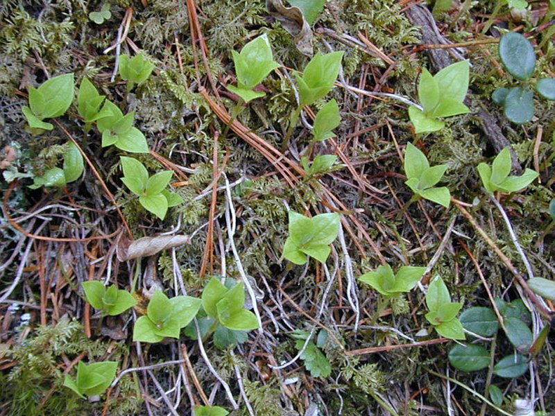 Image of Chamaepericlymenum canadense specimen.