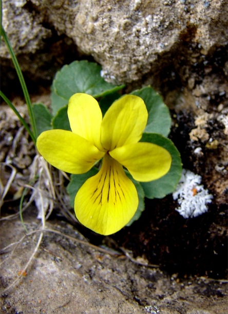 Image of Viola caucasica specimen.
