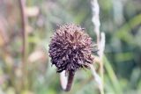 Inula britannica