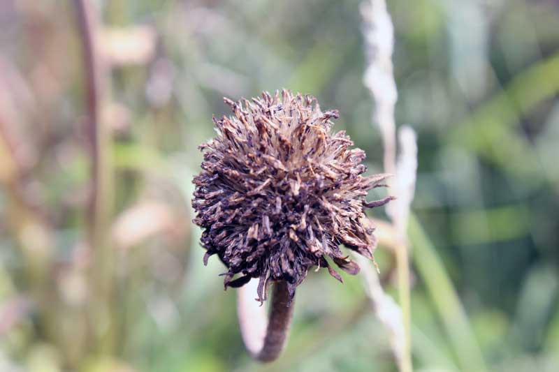 Изображение особи Inula britannica.