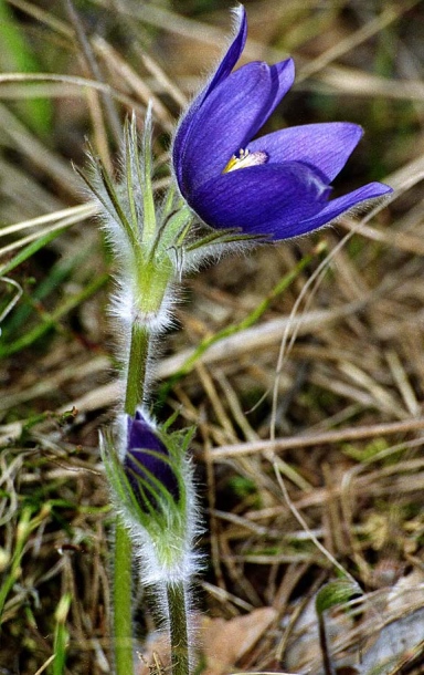 Изображение особи Pulsatilla patens.