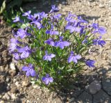 Lobelia erinus