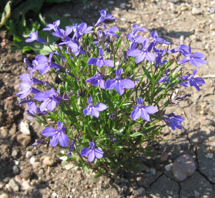 Изображение особи Lobelia erinus.