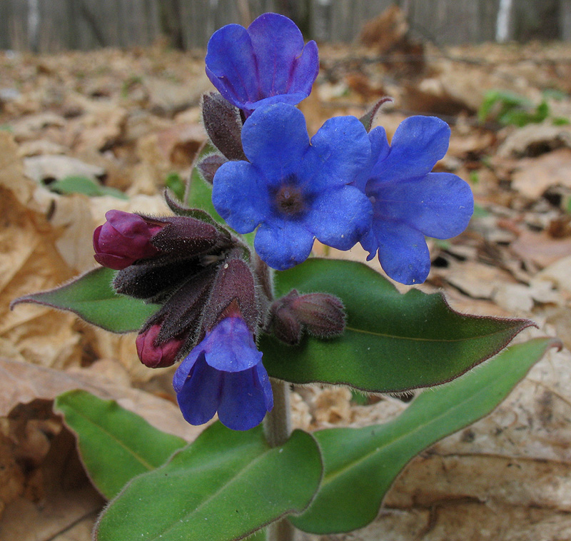 Изображение особи Pulmonaria mollis.