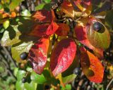 Cotoneaster lucidus