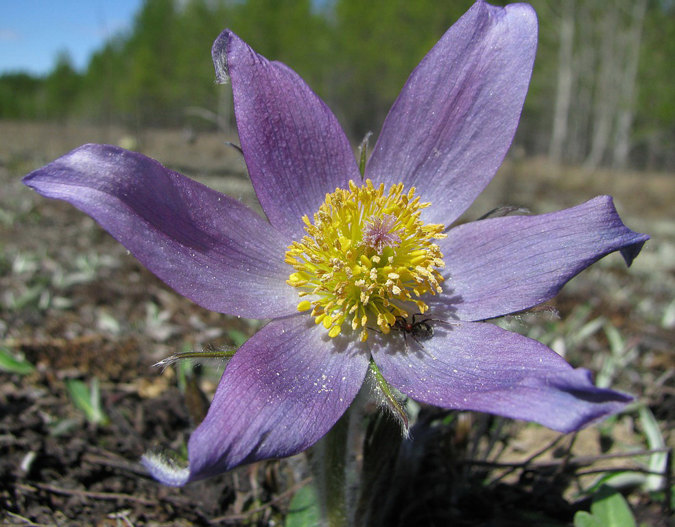 Изображение особи Pulsatilla patens.