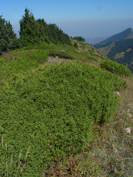 Изображение особи Juniperus pseudosabina.