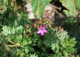 Erodium cicutarium