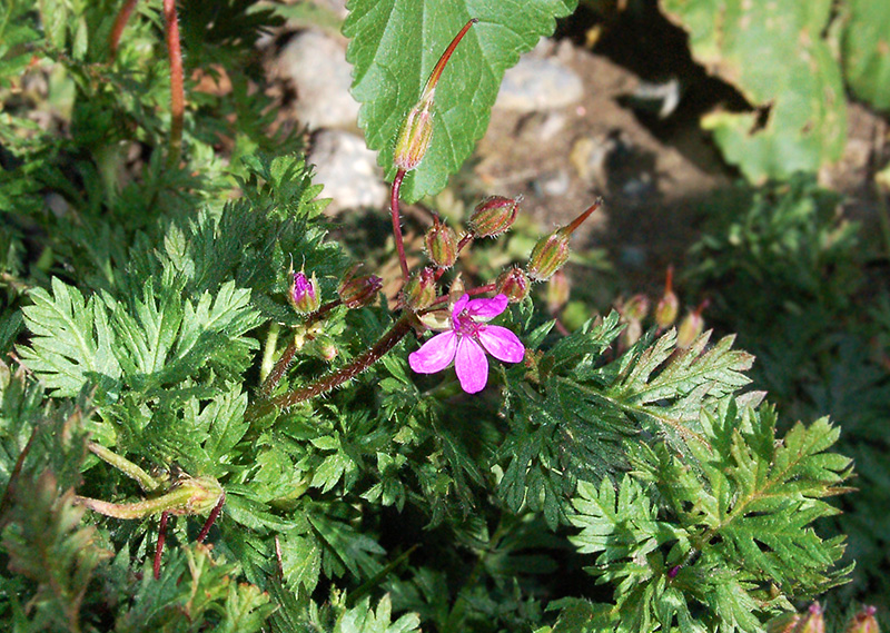 Изображение особи Erodium cicutarium.